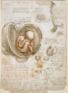 Studies of the Fetus in the Womb by Leonardo da Vinci